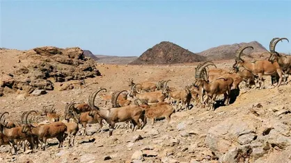 ظهرابی: اطلس ذخیره&zwnj;گاه&zwnj;های زیست&zwnj;کره ایران در نمایشگاه بین&zwnj;المللی محیط&zwj;زیست رونمایی می&zwnj;شود