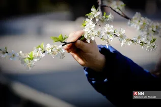بهار شکوفه ها 