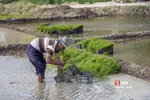 شالی