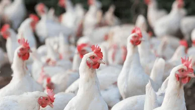 جوجه‌ریزی ۱۲ میلیون و ۲۰۰ هزار قطعه در آذربایجان غربی