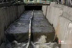 پرندگان مهاجر