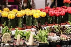 مشاوره گل و گیاه درخیابان، ولی عصر (عج) / کاشت نهال چنار، افرا و اقاقیا در خیابان‌ها
