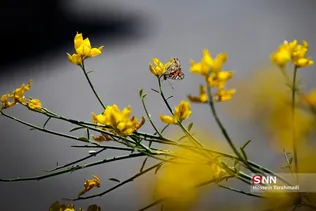 پری