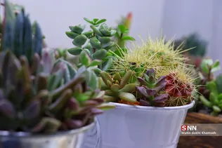 new