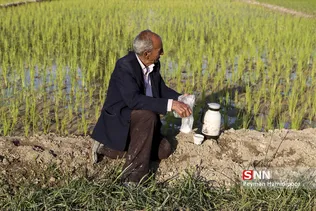 شالی برنج