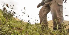 همکاری جهاد دانشگاهی و کشاورزی برای انهدام سیل بزرگ ملخ‌های کرمان / خطر حمله ملخ‌ها به روستا‌های جازموریان وجود دارد