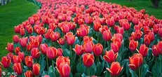 کرج آماده استقبال از بهار و ماه رمضان /آغاز نصب المان‌های نوروزی و برگزاری جشنواره لاله‌ها