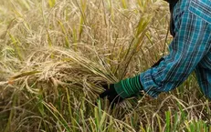 توقف کاشت برنج و ذرت در عراق به دلیل خشکسالی
