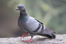 یک کبوتر باعث مرگ پسر نوجوان شد!