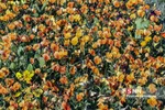 باغ گیاه شناسی