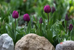باغ ایرانی