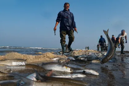 صید ماهیان استخوانی تا ۵ اردیبهشت تمدید شد