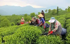 آغاز پرداخت تسهیلات کم‌بهره به چایکاران شمال کشور