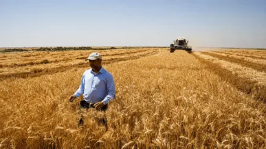 راه‌اندازی ۸ مرکز خرید تضمینی گندم در اردبیل