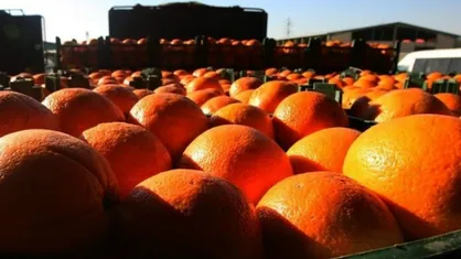 وزارت صنعت: میوه&zwnj;های دپو شده مرتبط با طرح تنظیم بازار شب عید نبود