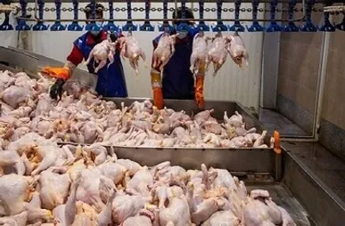 جویبار ۱۰ درصد گوشت سفید مازندران را تامین می کند