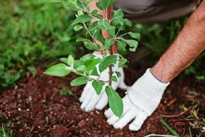 کاشت ۱۵ هزار اصله درخت در غرب پایتخت