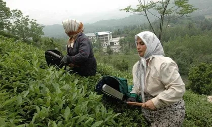 پرداخت ۸۳ درصدی مطالبات چایکاران شمال کشور