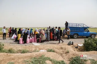  برداشت گل محمدی در قم 