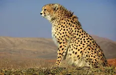 مخالف درج عکس یوز ایرانی بر روی پاکت سیگار هستیم