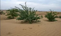 حتی یک متر از زمین‌های طرح مقابله با بیابان زدایی واگذار نشود / ممنوعیت بذل و بخشش عرصه‌های منابع طبیعی
