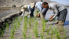 آقای قالیباف! به حضرت عباس انبار‌های ما پر از برنج است/ واردکنندگان توطئه کردند، آقای عارف جلوی آنها را بگیرد + فیلم