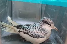 مشاهده و نجات پرنده نادر «نوک‌سرخ دریایی» پس از چند دهه در سواحل بندرعباس