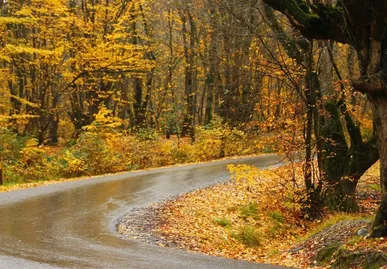 گلستان برای توسعه ۶ پارک جنگلی سرمایه‌گذار جذب می‌کند