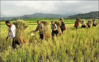 مدیریت استراتژیک نوآوری؛ شکافی بین کشاورزی سنتی و مدرن/ توسعه روستایی مستلزم اشتغال و ثروت پایدار