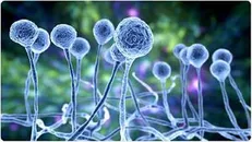 قارچ سیاه به بابل رسید