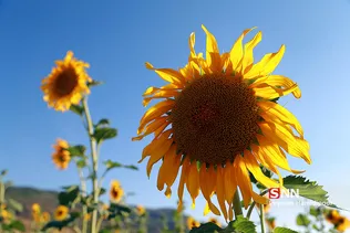 گردان