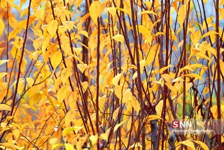 fall