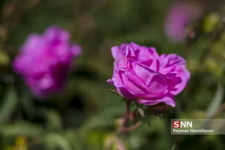 گل محمدی