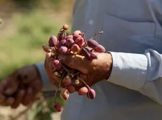 پیش‌بینی تولید ۳۰۰ هزار تن پسته تا پایان سال