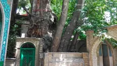 خسارت جزئی در آتش‌سوزی چنار کهنسال برغان / عملیات احیا آغاز می‌شود