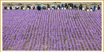 قاچاق زعفران ایران به افغانستان و صادرات به اتحادیه اروپا!