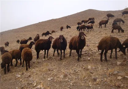 توزیع 132 راس قوچ افشاری اصلاح شده در بین گوسفندداران کشور