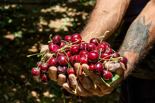 برداشت گیلاس از باغات شهرستان سامان