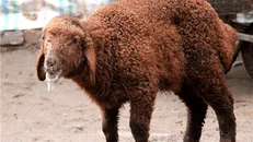 تاکنون ۸۰ هزار دز واکسن برای مقابله با تب برفکی وارد زنجان شده‌است
