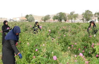 ۲ تن گل محمدی از اراضی مزرعه آموزشی  دانشگاه آزاد شهرکرد برداشت شد