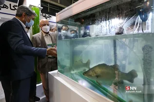 بازدید