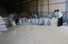 ۵۰ تن جو از مزرعه آموزشی و تحقیقاتی دانشگاه آزاد شهرکرد برداشت شد