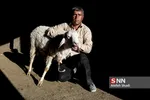 بازار دام