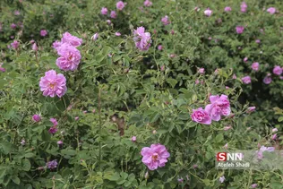 گل محمدی
