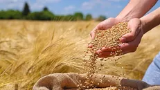 پیش‌بینی خرید ۶۰۰ هزار تن گندم از کشاورزان همدانی