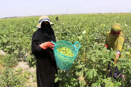 کشت بامیه در ۱۰۰ هکتار از اراضی چابهار
