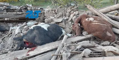 خسارت زلزله به ۳۲۰ واحد دامی در ۶۵ روستای آذربایجان شرقی/ خسارت ۳۰۰ میلیارد ریالی به بخش کشاورزی