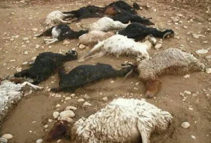 تلف شدن ۱۵ هزار راس دام عشایر در سیل