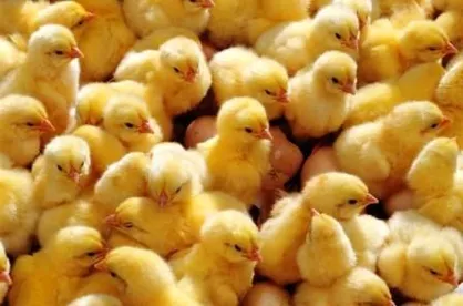 ضرورت برخورد با گران&zwnj;فروشی جوجه یک&zwnj;روزه برای متعادل شدن بازار مرغ
