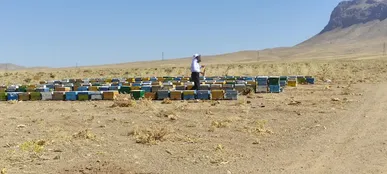 چهارمحال و بختیاری دارای ۲۰۰۳ زنبورستان است/ پیش‌بینی تولید ۲۴۰۰ تن عسل در سال جاری